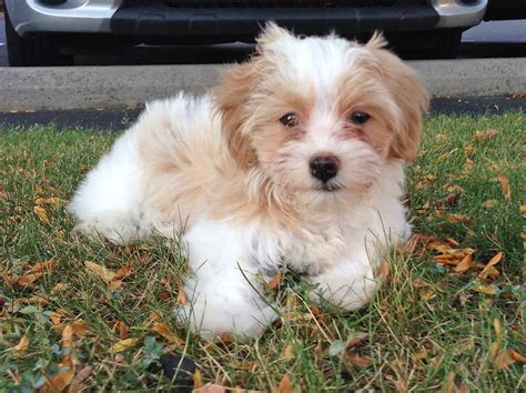 Every puppy purchase goes towards an adoption of a child in need. Havanese - My Dog Breeders - Part 82