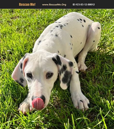 Adopt 23031200012 ~ Dalmatian Rescue ~ Augusta Ga