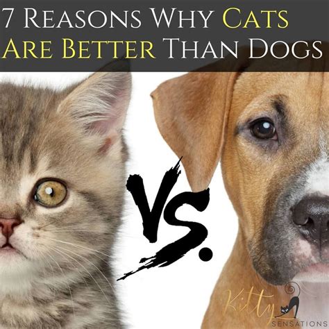This story, yamaha musiccast review: Cats vs. Dogs - 7 Reasons Why Cats Are Better Than Dogs ...