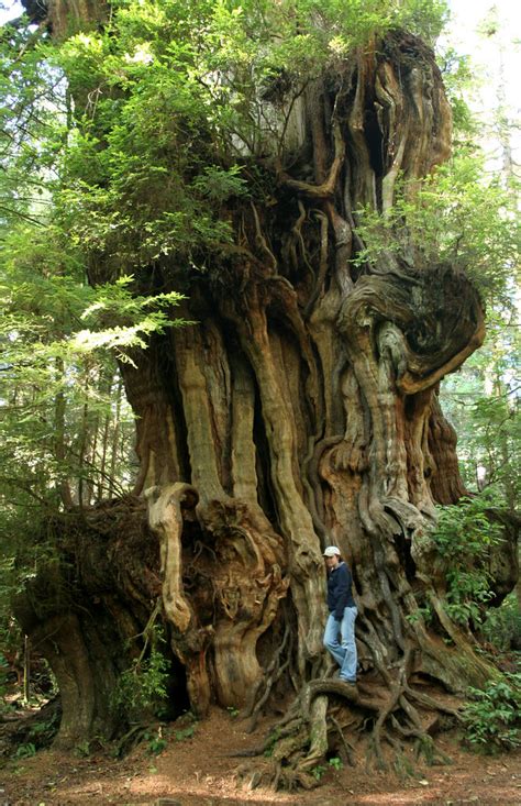 Big Cedar Big Cedar Tree Off 101 In Olympic National Park
