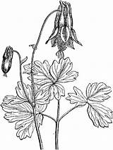 Coloring Columbine Flower Flowers Drawing Recommended Getdrawings sketch template