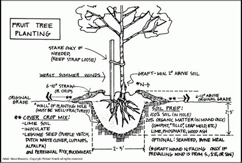 How To Plant A Fruit Tree Diagram By Robert Kourik Trees To Plant