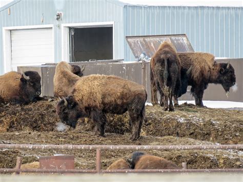 Bison Farm The Six Photos Posted This Morning Were All Tak Flickr