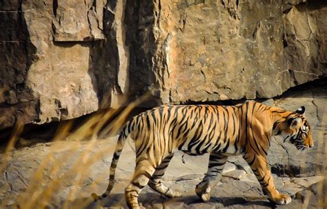 Tiger Walk Pixahive
