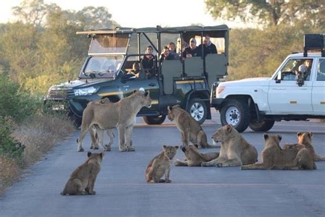 3 Days Guided Kruger Park Safari From Johannesburg Compare Price 2023