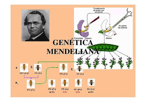 Genetica Mendeliana Mapa Mental Kulturaupice