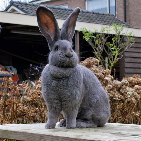 Konijnenrassen Grote Rassen