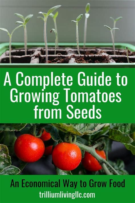 Growing Tomatoes From Seeds A Part Of My Dna Trillium Living Tips