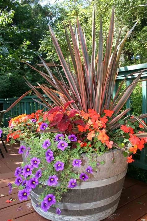 Fleurs En Tonneau Pétunias Fleurs Rouges Et Phormium Pour Une Déco