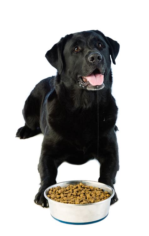 The best dry senior dog food. What is the Best Dog Food for Labs?