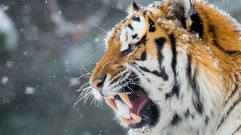 Hungry Tiger Wallpapers Hd Wallpapers Id 22889
