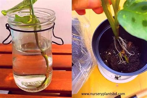 Best Article For How To Propagate A Prayer Plant 2023