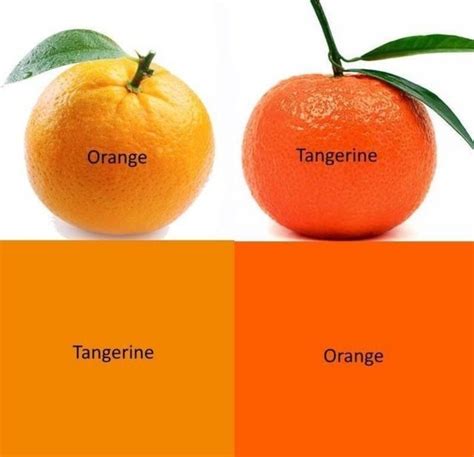 Tangerine Vs Mandarin Gertyseal