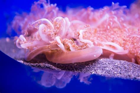 Cassiopea Upside Down Jellyfish Is A Genus Of True Jellyfish Stock