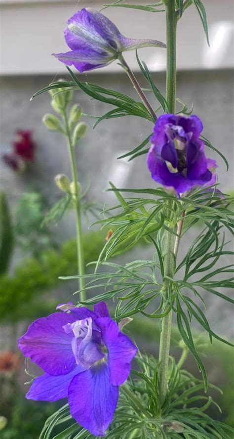 Tall Purple Flower With Long Thin Leaves Flowers Forums