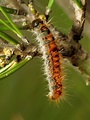 Top 14 Poisonous Caterpillars in the World - Animal Hype