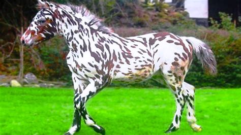 15 Most Incredible Horse Breeds In The World Youtube