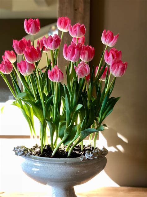 Spring Ideas Indoor Potted Tulips Happy Haute Home