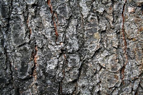 Pine Bark Free Photo Download Freeimages