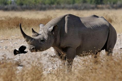 western black rhino now officially extinct
