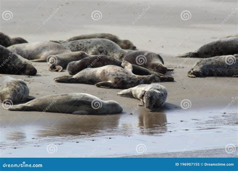 Earless Seals Stock Image Image Of Marine Islands 196907155
