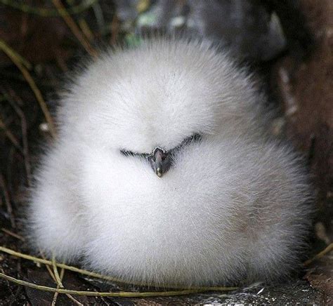 28 Super Fluffy Animals That Are Too Cute For Words Fluffy Animals
