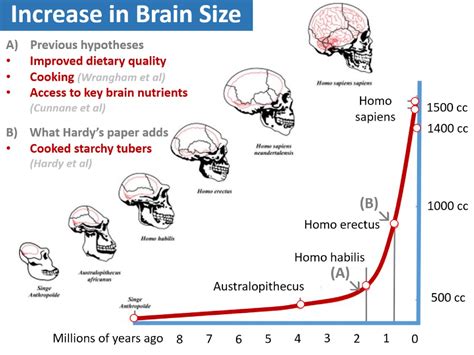 Brain On Fire Timeline Brainlyzi