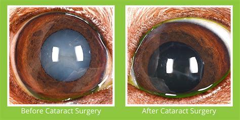 5 Steps Of Your Pets Cataract Surgery Veterinary Ophthalmology