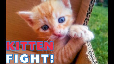 Funny Kitten Moments 2 Youtube
