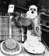 Harlows Monkey Experiment Photograph by Photo Researchers, Inc. - Fine ...