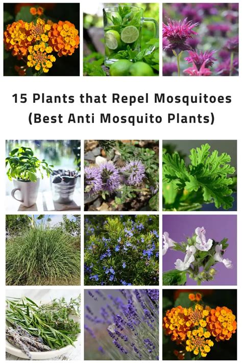 15 Plants That Repel Mosquitoes Best Anti Mosquito Plants Constant