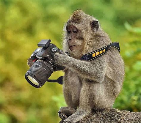 15 Funny Photos Of Animals Appearing To Be Photographers