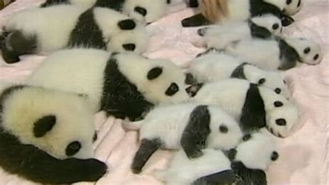 14 Pandas In A Crib An Adorable Overload Abc News