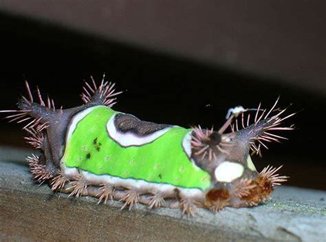 Toxic Caterpillars Living In Pennsylvania Will Give You Rash Blisters