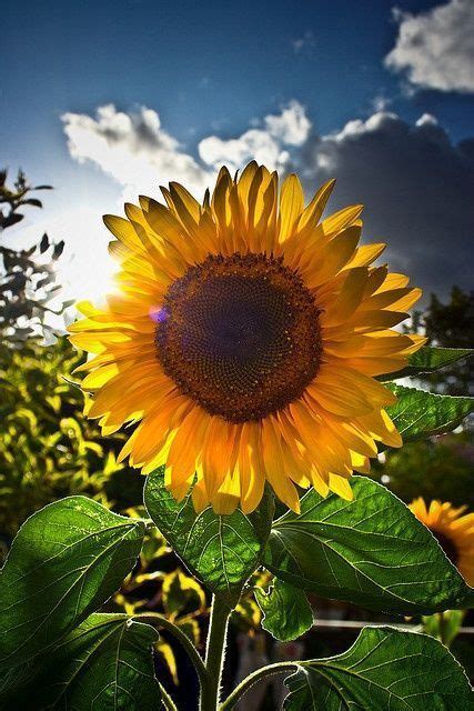 Fotos Para Portadas Y Fondos Flores Wattpad Sunflower Pictures