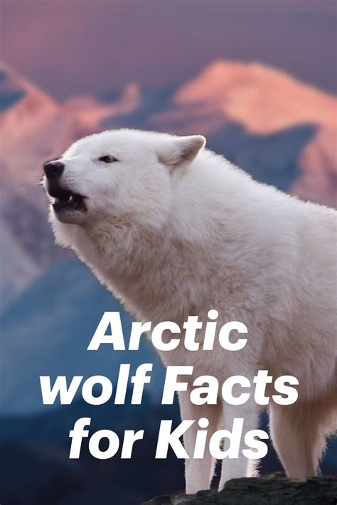 Arctic Wolf Facts For Kids Artofit