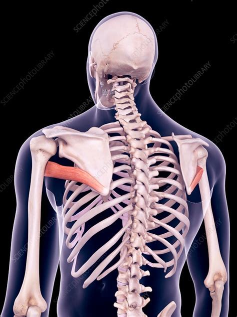 Back Muscles Illustration Stock Image F0171238 Science Photo
