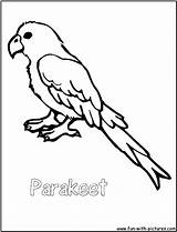 Parakeet Coloring Parrot Printable Budgie Parrots Cockatiel Birds Template Getcolorings Coloringpages101 Popular Fun Coloringhome sketch template