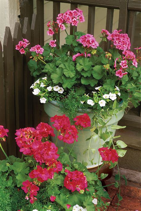 Plant Geraniums In Containers Container Flowers