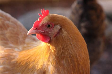 Urban Chicken Ordinance Very Nearly Approved By Iowa City Council One Pair Of Votes Left To Go