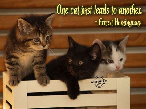 Kitty Cat Quotes Quotesgram