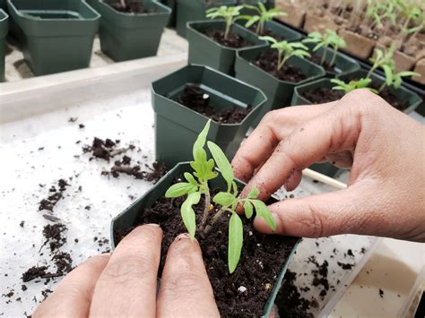 Tips For Transplanting Seedlings
