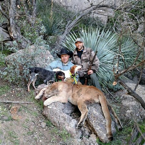 Mountain Lion Hunting In New Mexico With Trophy Ridge Outfitters