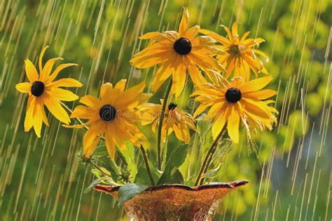 Summer Rain Stock Image Image Of Plant Daisy Summer 43269057