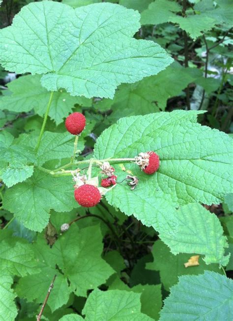 Minnesota Thimbleberry Edible Plants Wild Edibles Plants