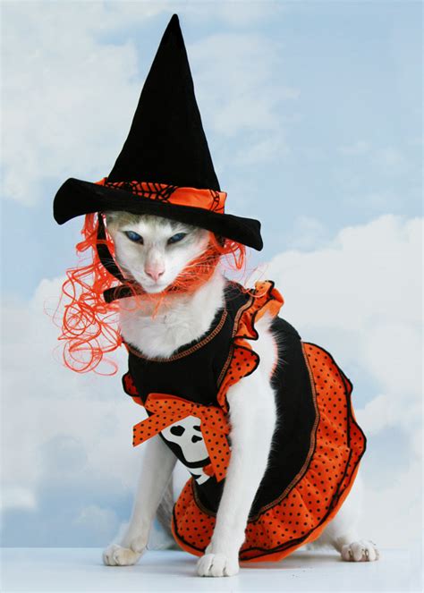 Funny Image Collection Download Very Creative And Funny Cat Halloween