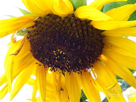 Sunflower Falling For You Photograph By Janine Riley Fine Art America