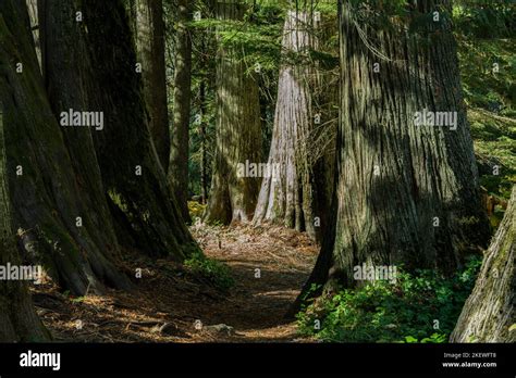 Settlers Grove Of Ancient Cedars Is A North Idaho Forest With Trees