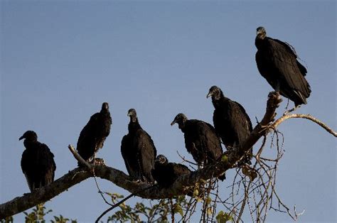Black Vulture Animal Facts And Information