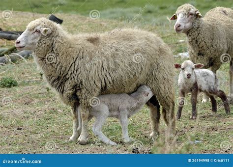 Sheep And Her Lamb Stock Photo 72208494